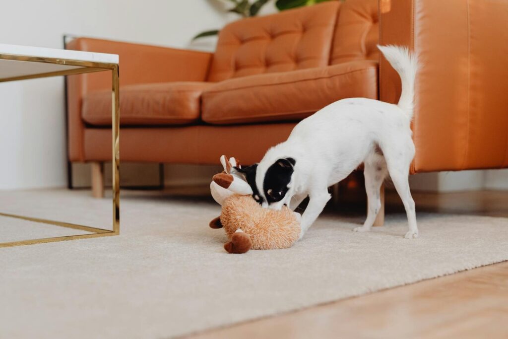 Small dog playing with a plush toy in a modern living room with a leather sofa.